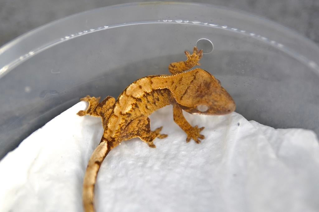 Wimpergekko NPV, Dieren en Toebehoren