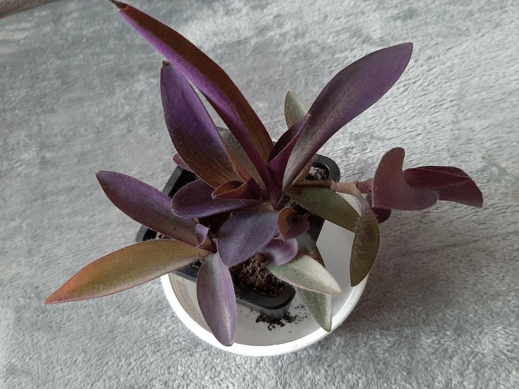 Tradescantia pourpre (misère mauve) prix par pot, Enlèvement ou Envoi