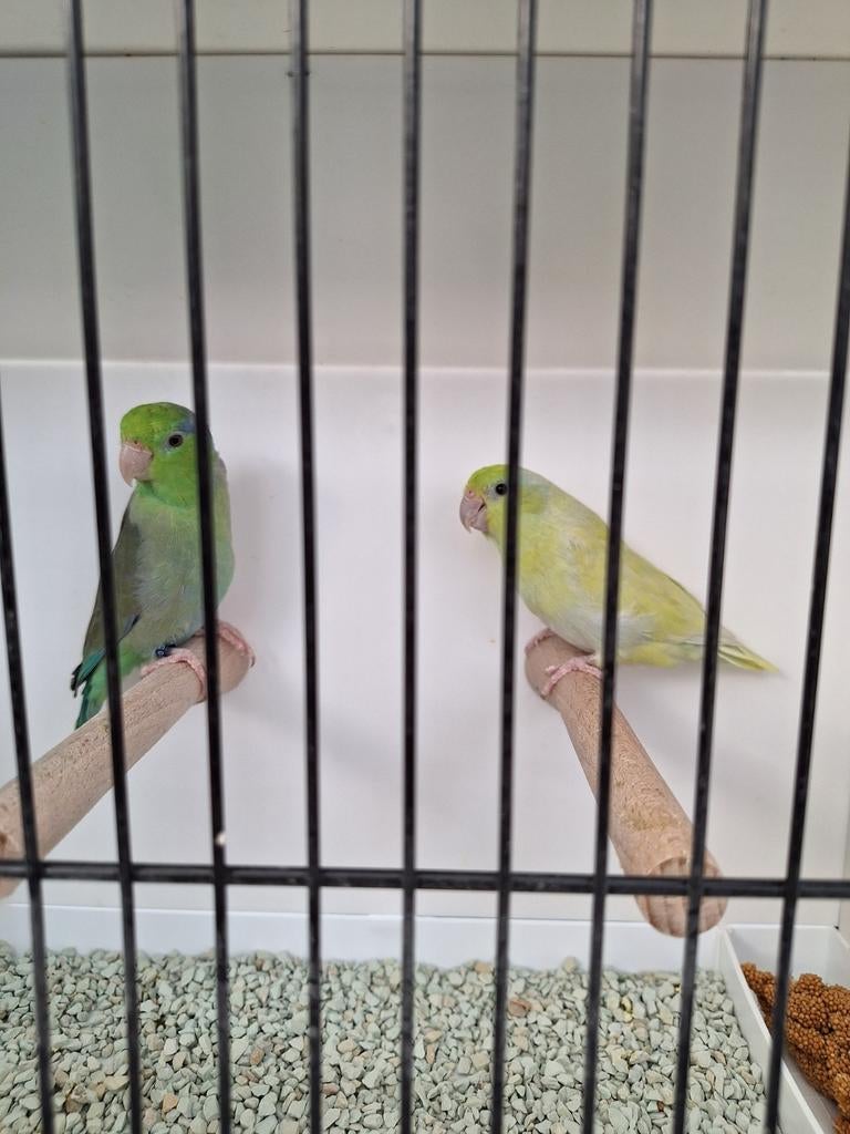 Forpus Coelestis (Sperling, Grijsrugdwergpapegaai), Dieren en Toebehoren, Meerdere dieren, Dwergpapegaai of Agapornis, Geringd