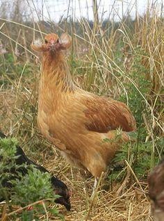 Araucana, Vrouwelijk, Kip