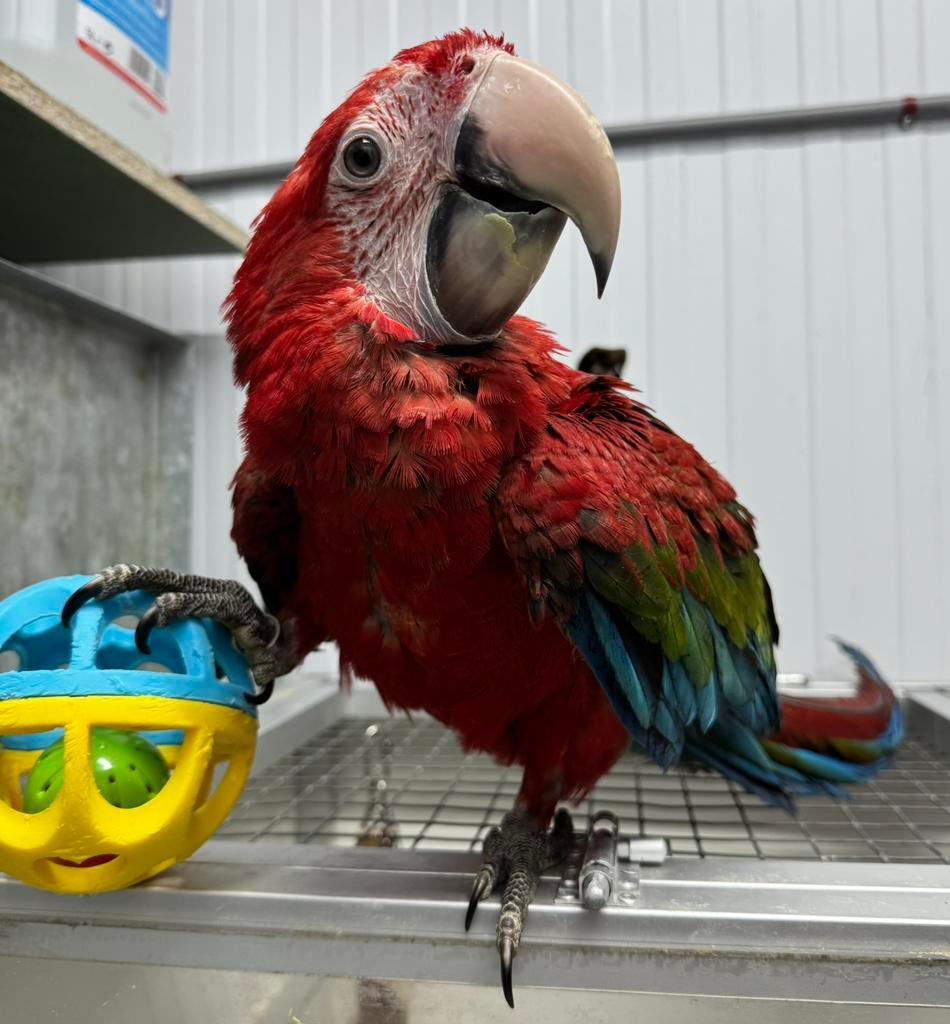 Jeune ara à ailes vertes super apprivoisé, bébé, Animaux & Accessoires, Femelle, Perroquet, Parleur