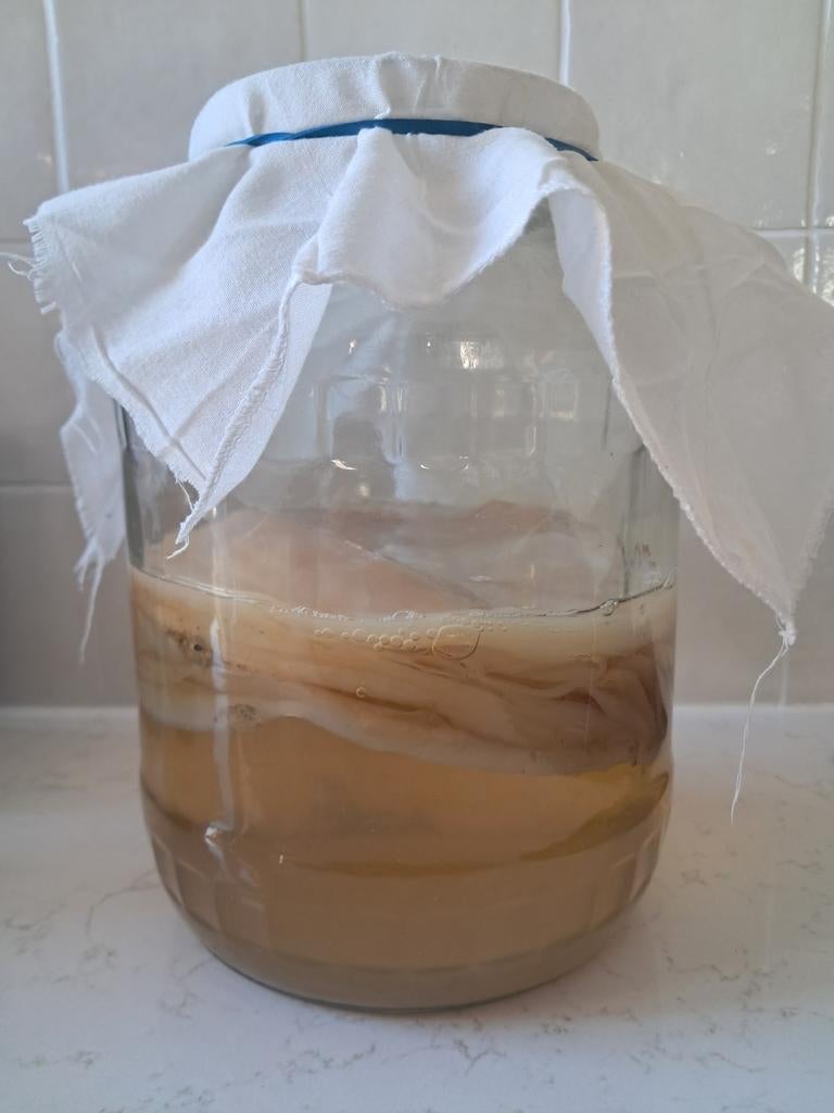 Kombucha scoby, Enlèvement