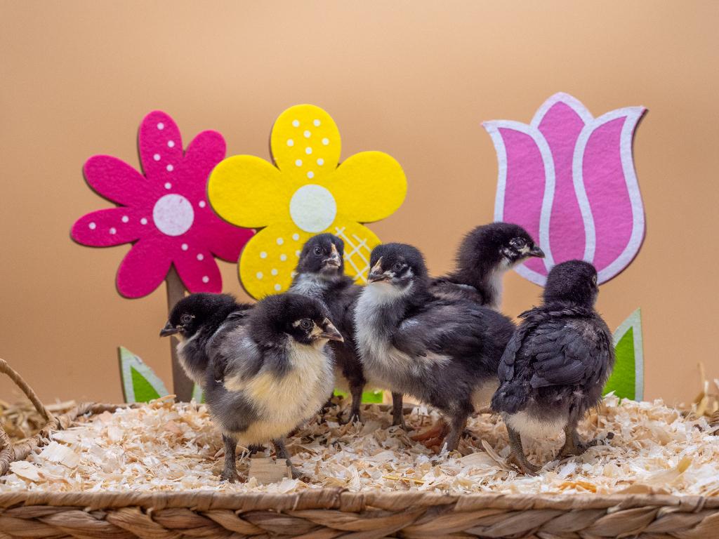 Jonge tamme Marans kuikens gesekst & ingeënt, Femelle, Poule ou poulet