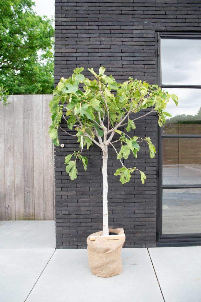 Vijgenboom - ficus carica Ronde de Bordeaux 140cm hoog, Figuier, Été, En pot, Plein soleil