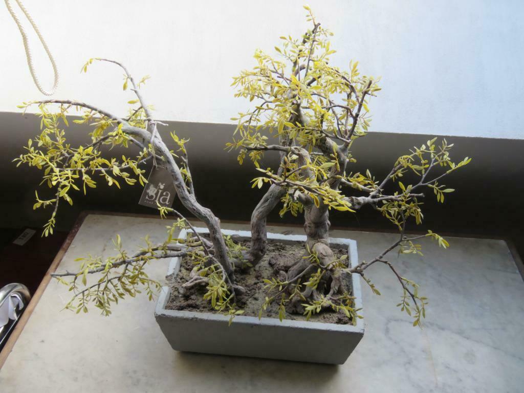 Bonsaiboom Sia kunstplant, Ophalen of Verzenden, Minder dan 100 cm