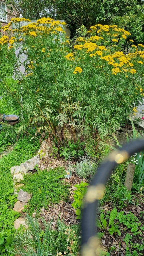 Plante Tanaisie, Enlèvement ou Envoi, Autres espèces