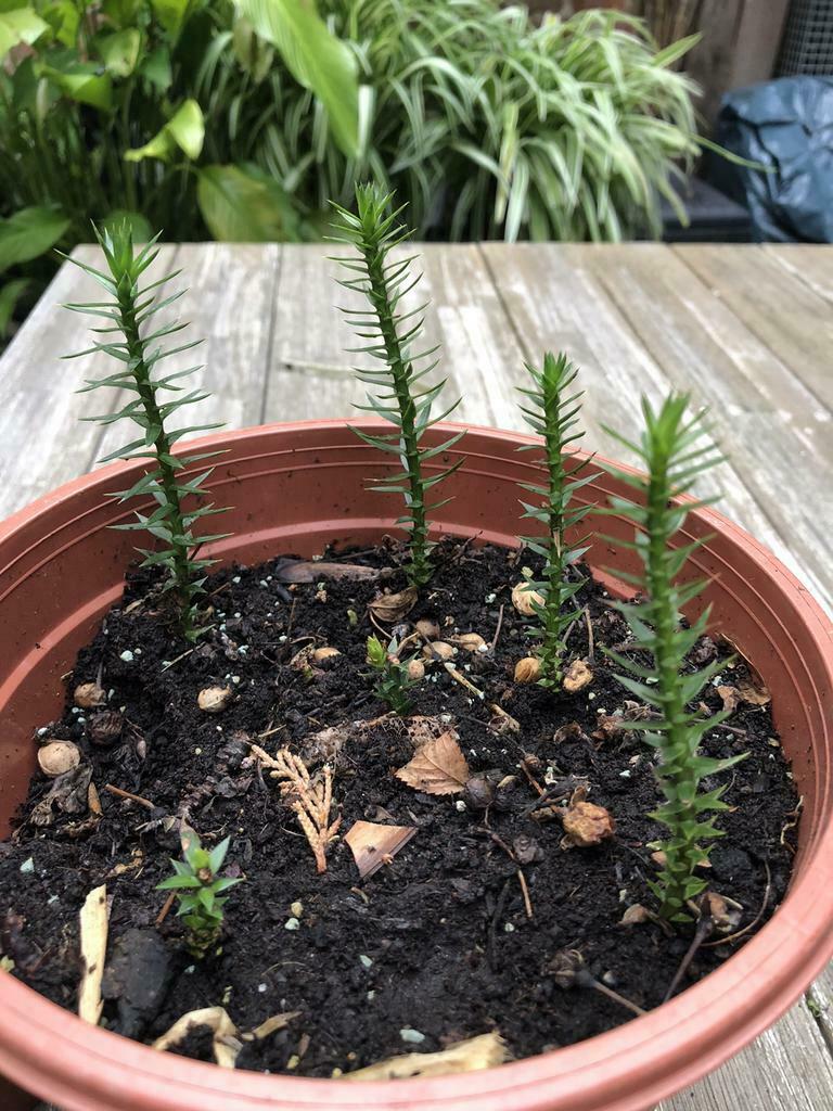 LAATSTE scheuten van Araucaria araucana, Lente, Eenjarig, Overige soorten, Halfschaduw