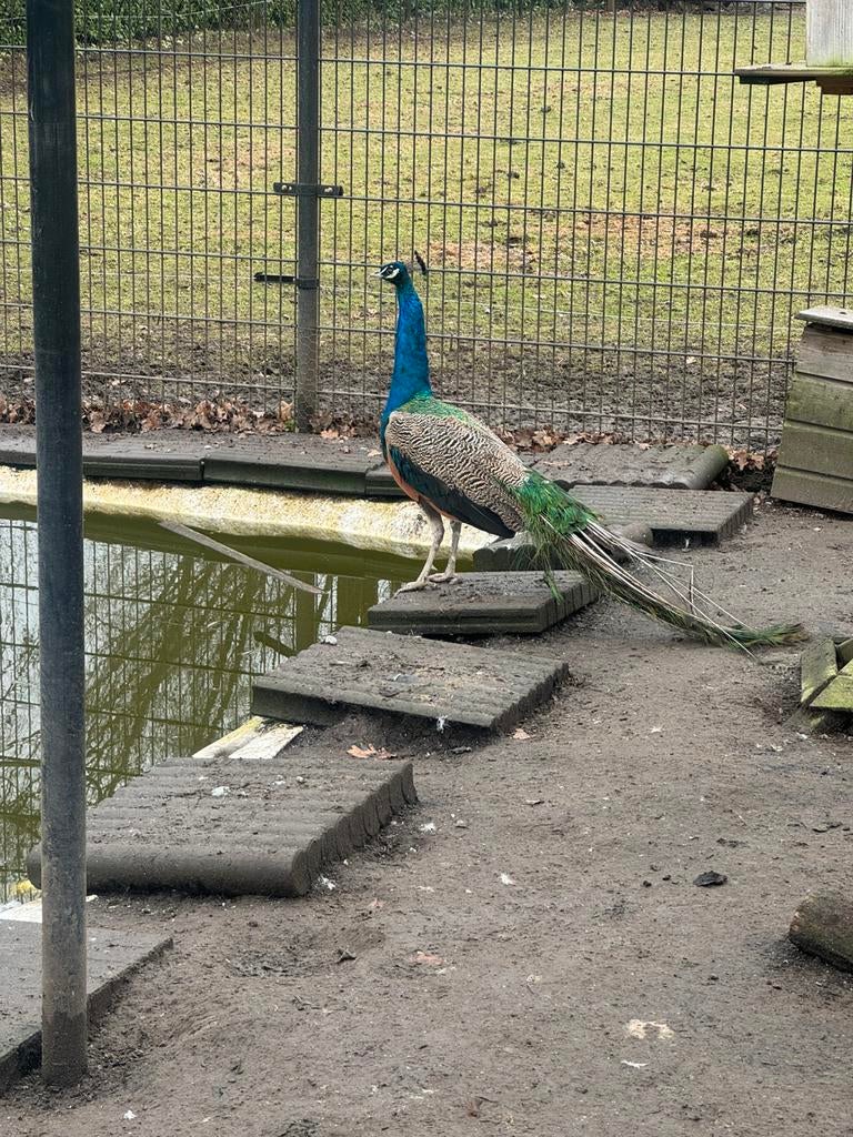 Pauw haan