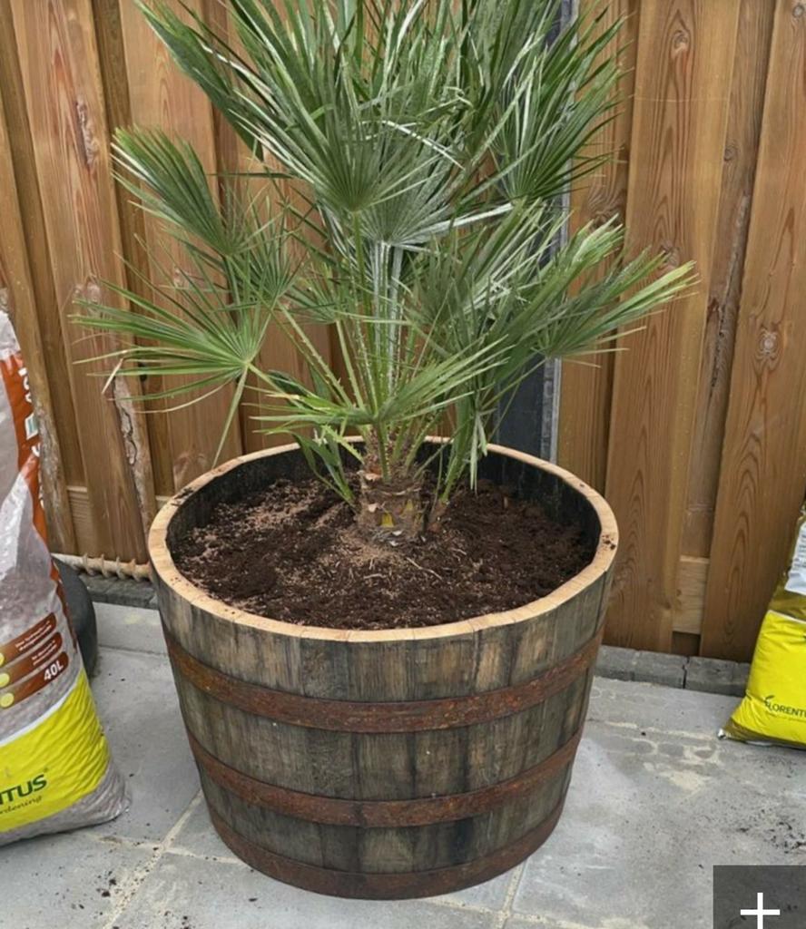 Een olijfboom, palm, druivelaar of vijg planten..., Jardin & Terrasse, Plantes | Jardin, Enlèvement