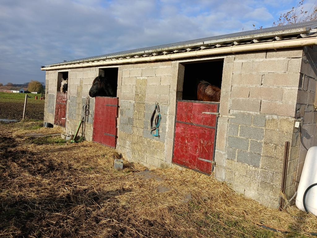Pension à la ferme 15 hectares de prairies, Animaux & Accessoires, Mise à l'étable, 4 chevaux ou poneys ou plus