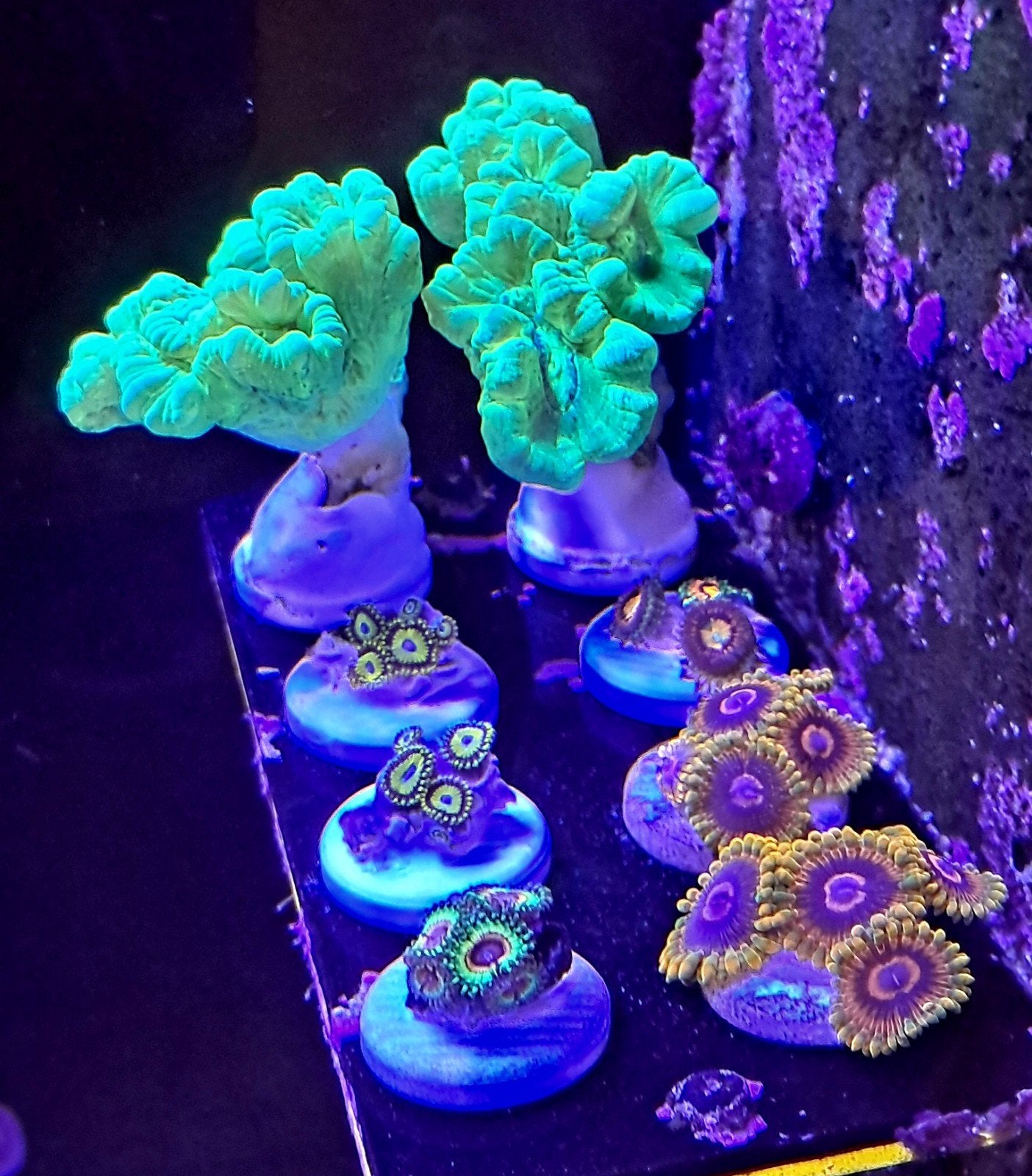 Leuke stekjes koralen, Dieren en Toebehoren, Vissen | Aquariumvissen