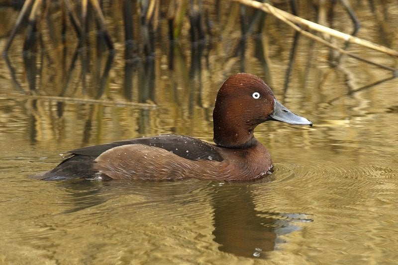 Siereenden - Witoogeend, Dieren en Toebehoren, Pluimvee, Meerdere dieren, Eend
