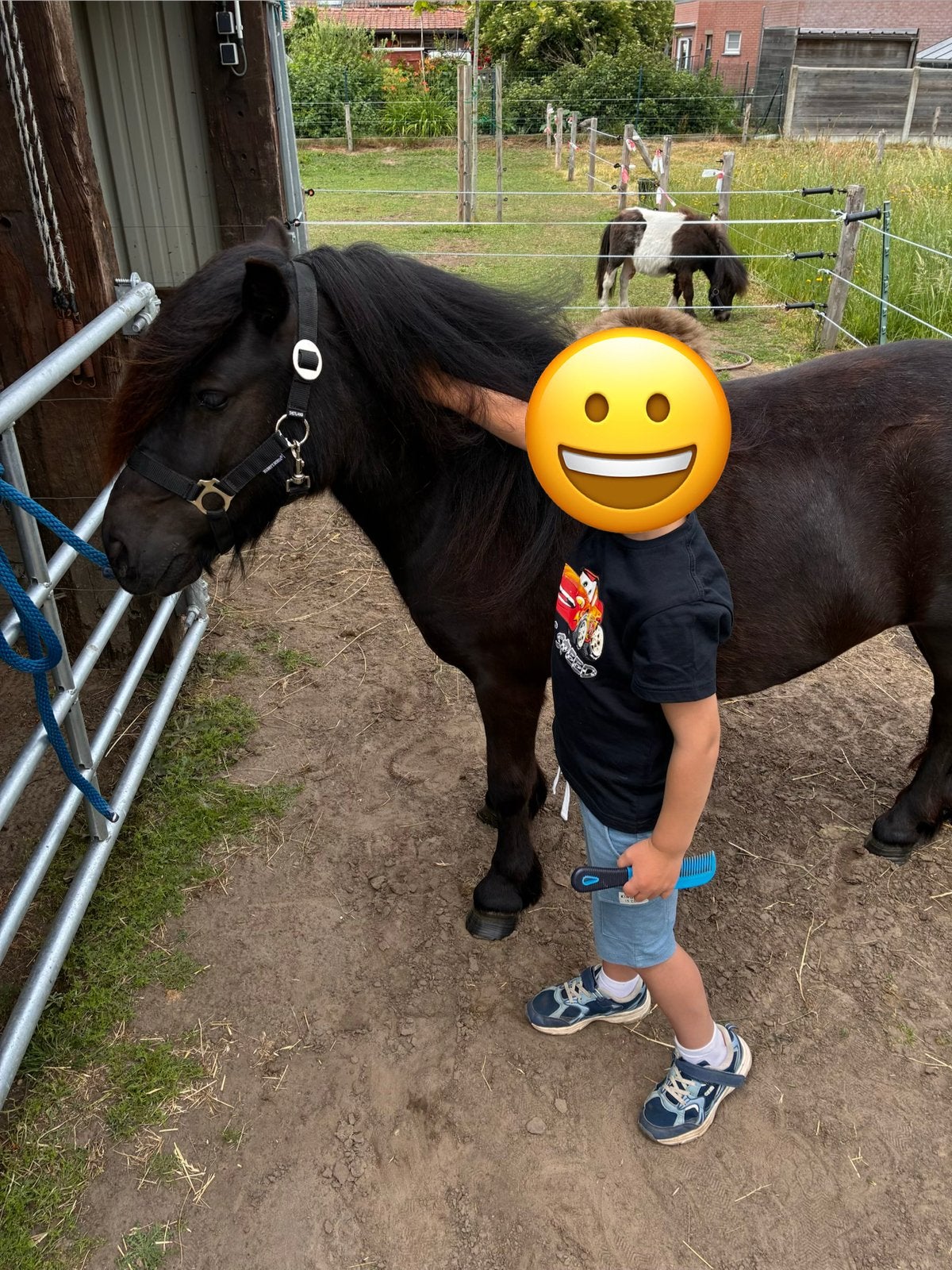 Bekroonde shetlandmerrie, Animaux & Accessoires, Poneys, Jument, Poney A (jusqu'à 1.17 m), 3 à 6 ans, Avec pedigree, Avec puce électronique