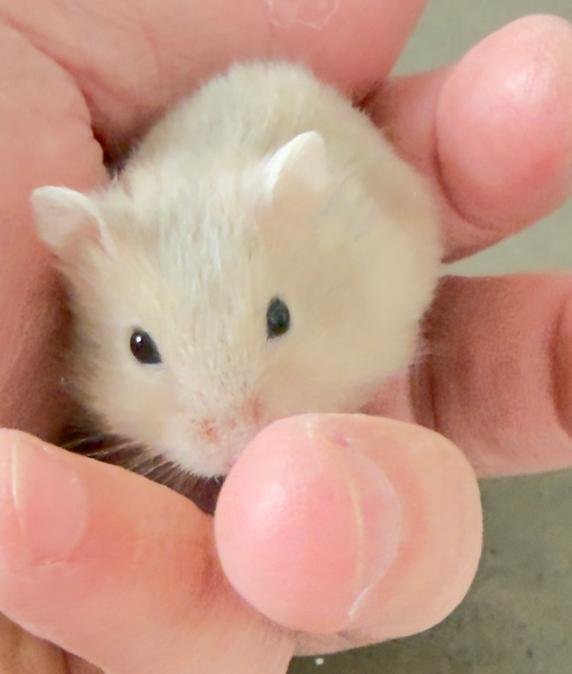 Russische dwerghamster, Dieren en Toebehoren, Knaagdieren, Hamster, April, Mannelijk, Tam