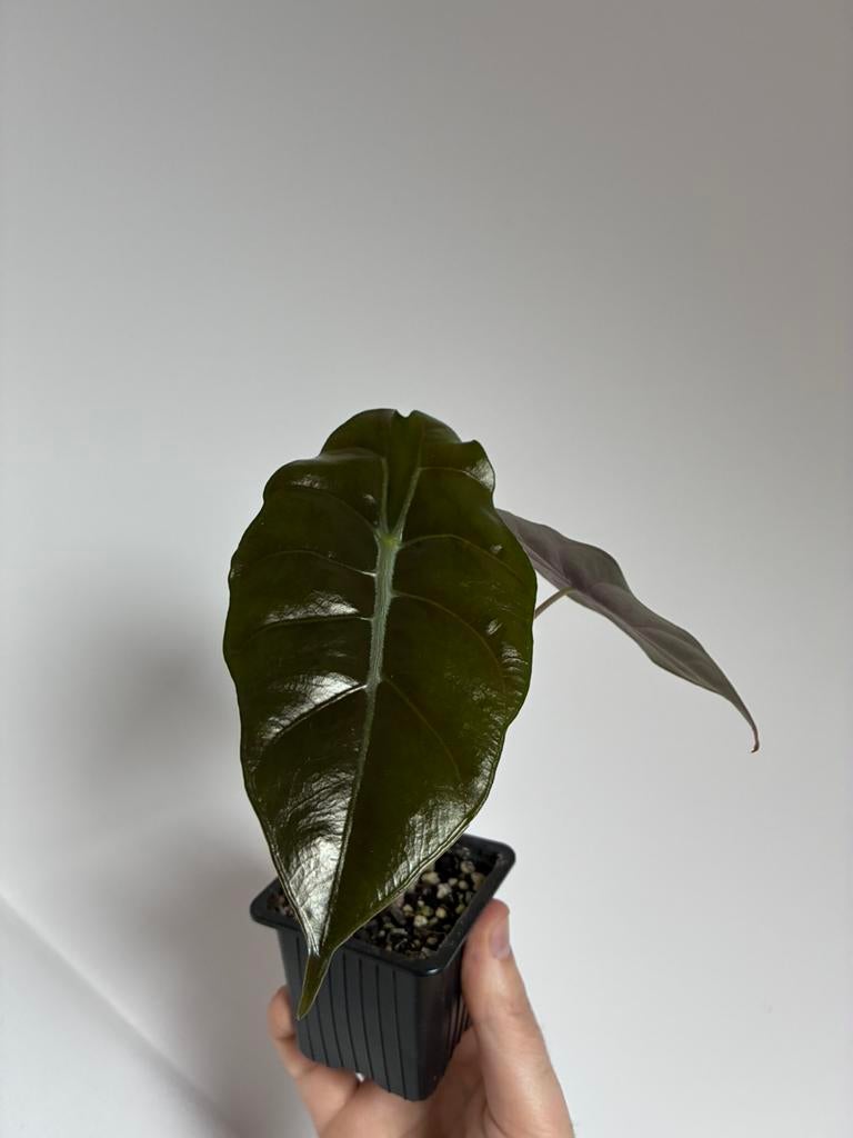 Alocasia chantrieri, Ophalen