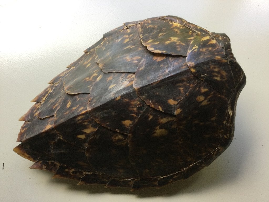 Antieke Schildpad schild +- 1940, Ophalen of Verzenden