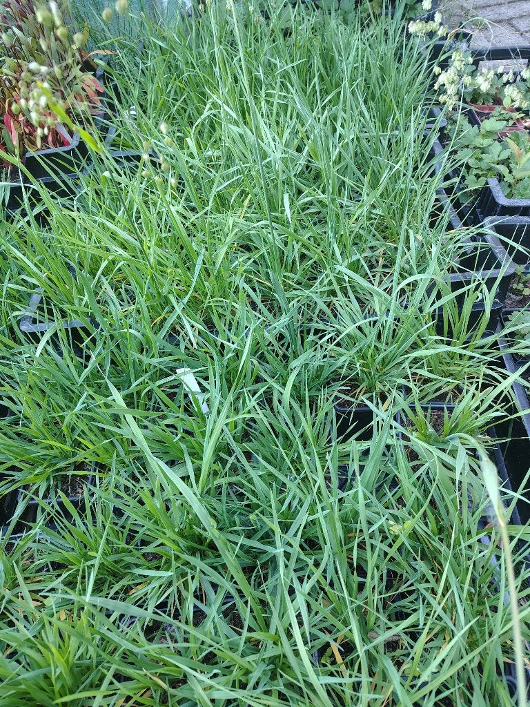 Briza (Bevertjes Gras) P9, Tuin en Terras, Ophalen, Vaste plant