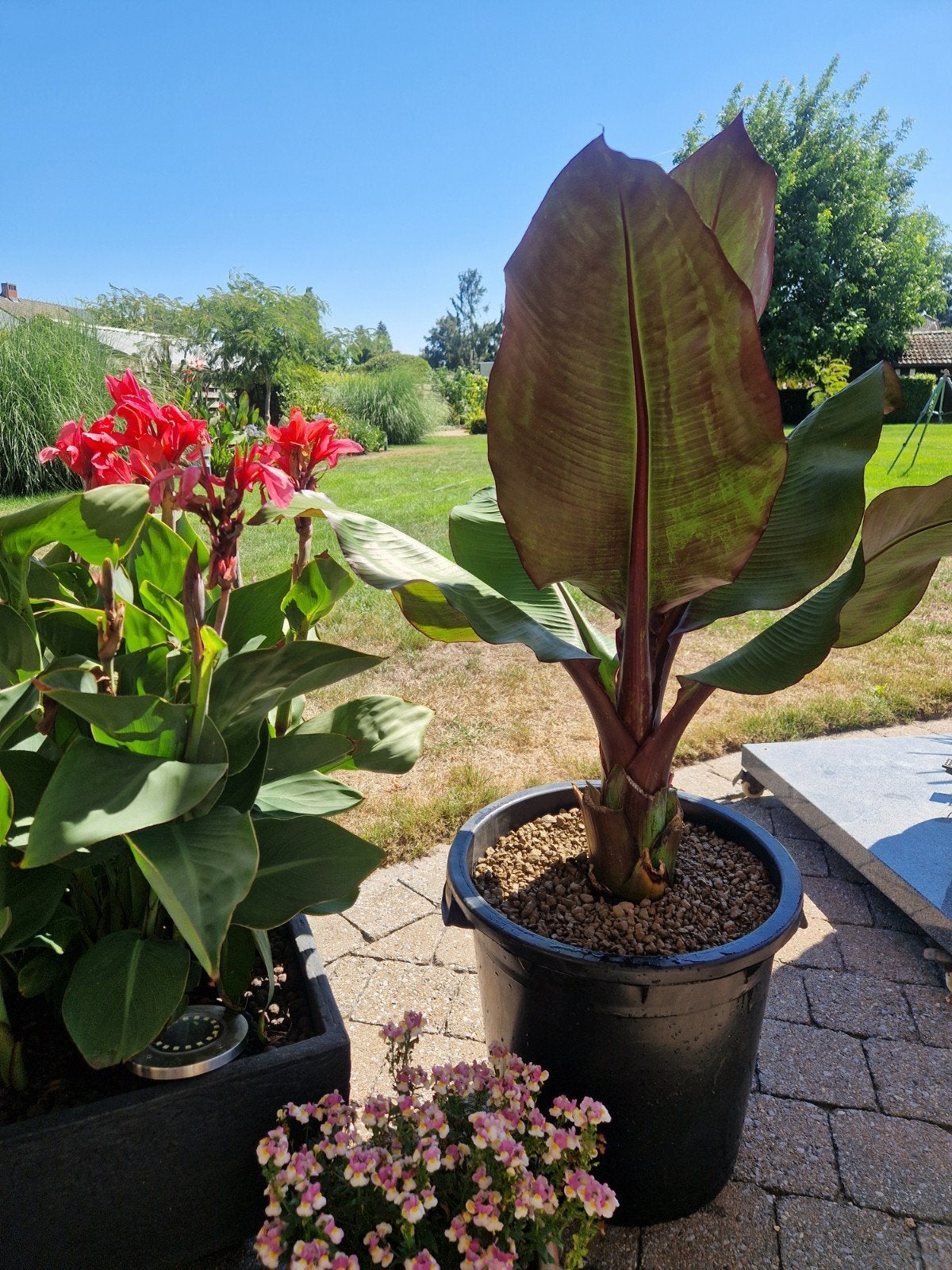 Ensete maurelli, Volle zon, Vaste plant, Bloeit niet, Ophalen