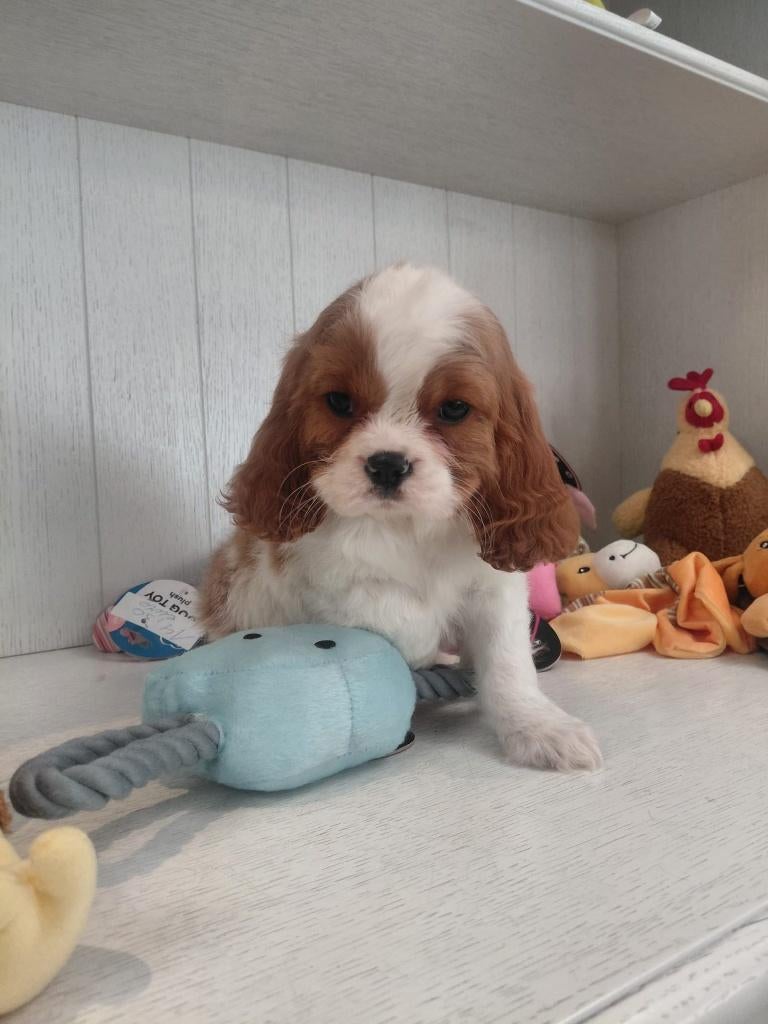 Cavalier king charles spaniel reutje, Animaux & Accessoires, Chiens | Retrievers, Épagneuls & Chiens d'eau, Chien (mâle), Belgique