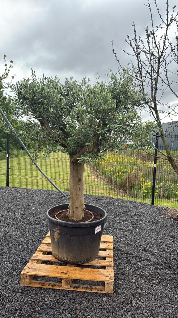 Olijfboom Mooi vertakt, Tuin en Terras, Planten | Bomen, Lente, 100 tot 250 cm, Olijfboom, Ophalen