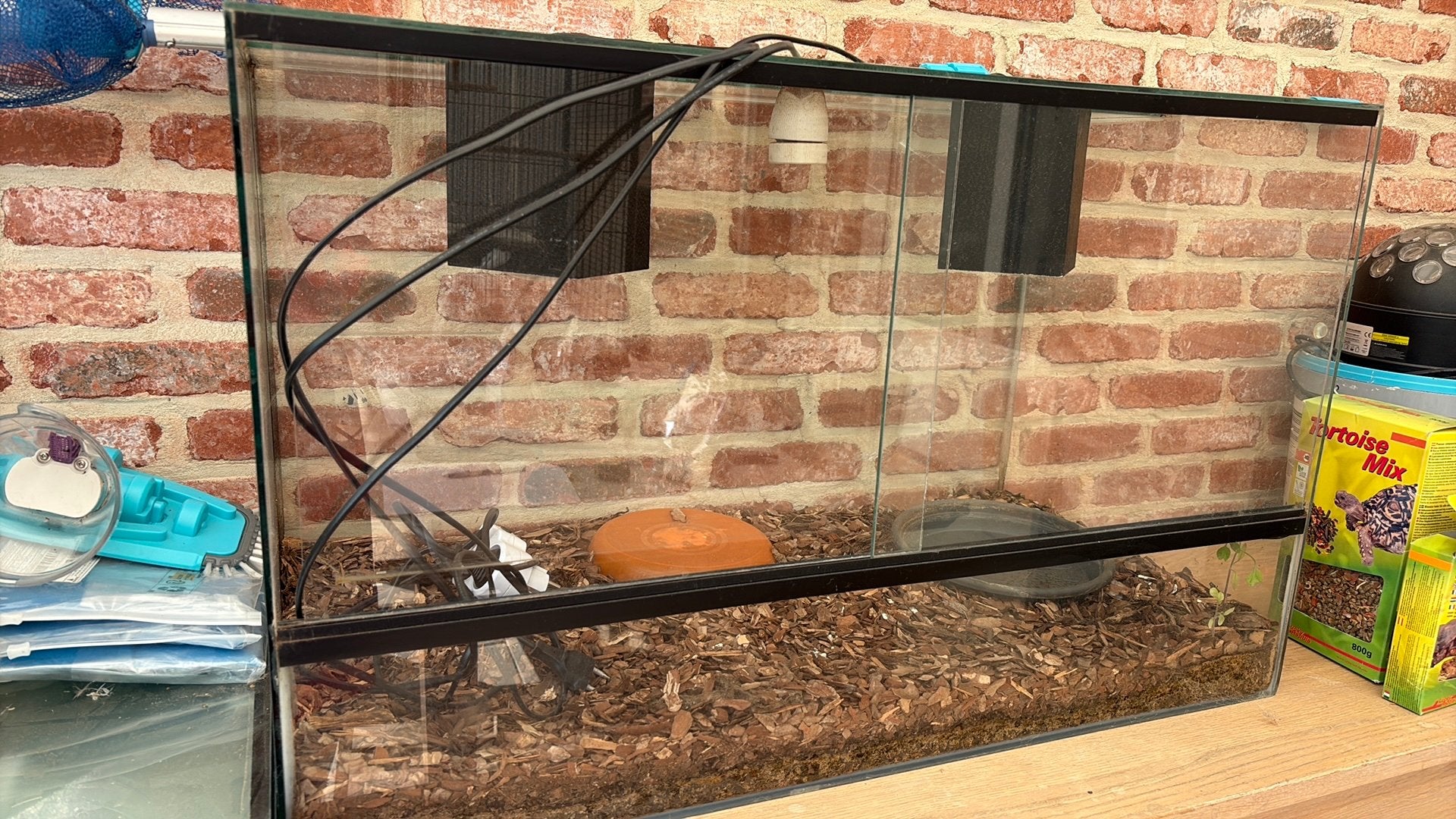 Terrarium, Enlèvement, Utilisé, Terrarium ou Paludarium