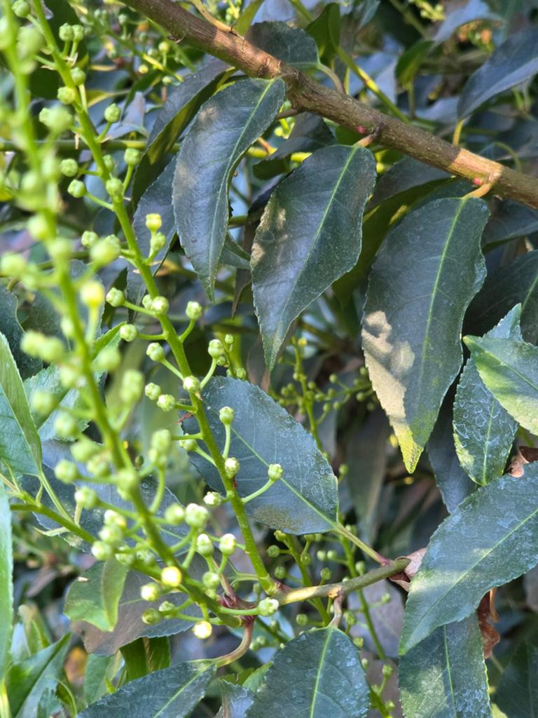 Mooie portugese laurierhaag PROMOTIE, Tuin en Terras, Planten | Struiken en Hagen, Ophalen of Verzenden, Buxus, Haag