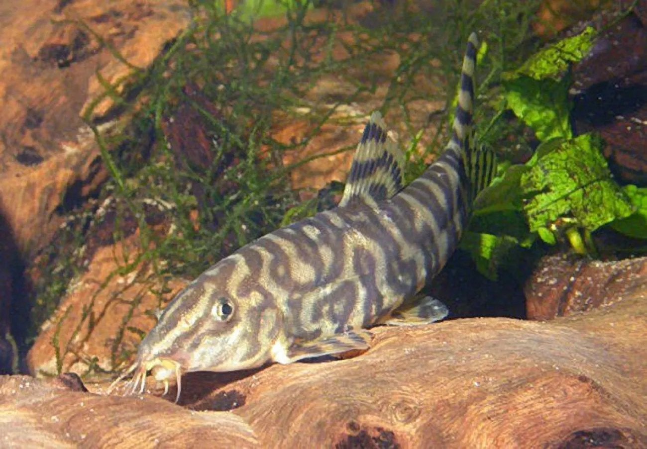 4x Marmer Botia’s +-9cm, Poisson, Poisson d'eau douce, Banc de poissons