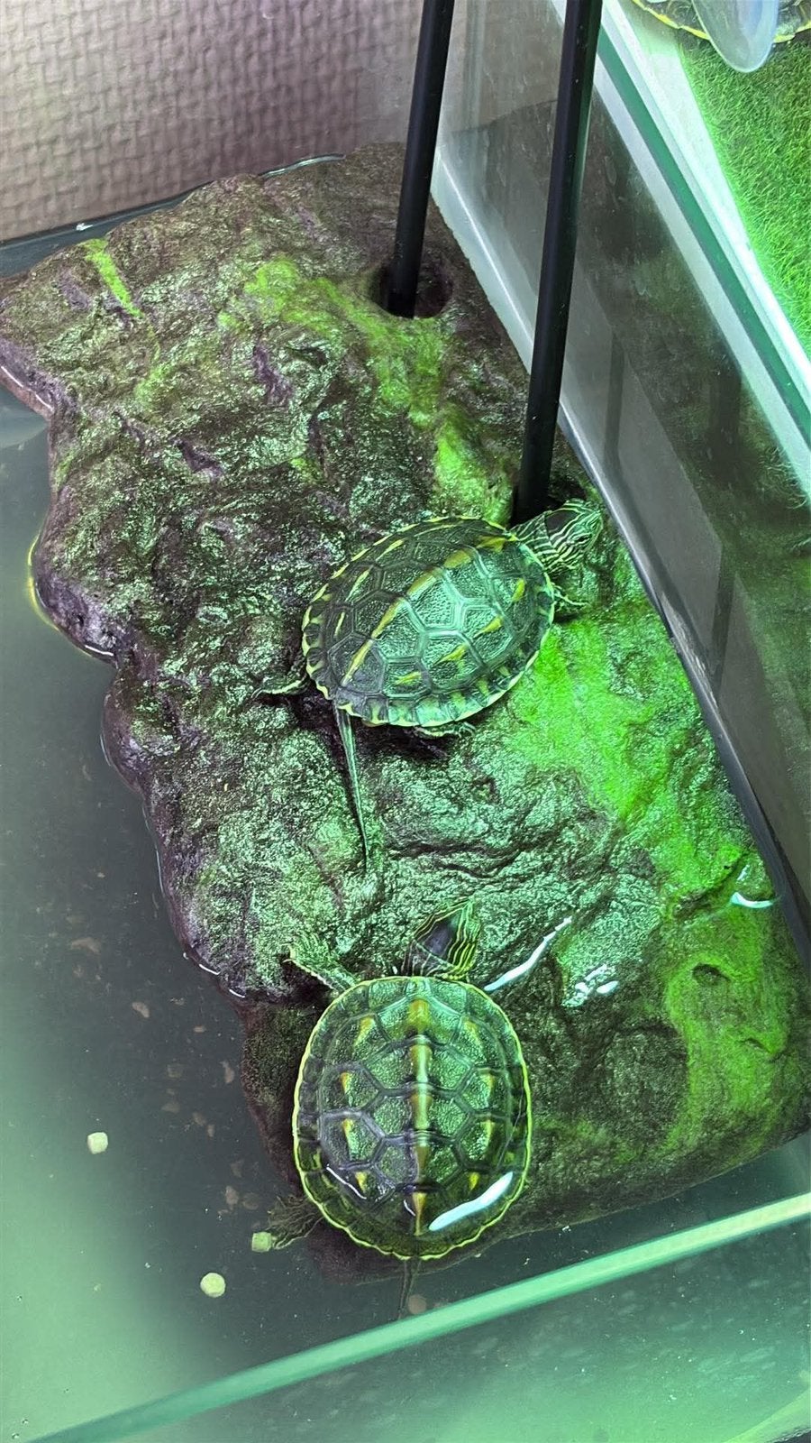 2 Chinese streepschildpadden + toebehoren, Ophalen, Zo goed als nieuw