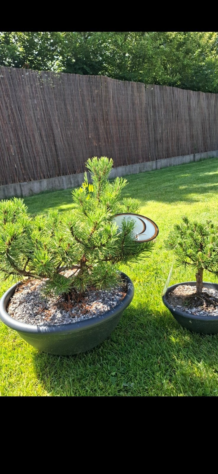 2 magnifiques pinus, bonne affaire ! ! !, Enlèvement ou Envoi