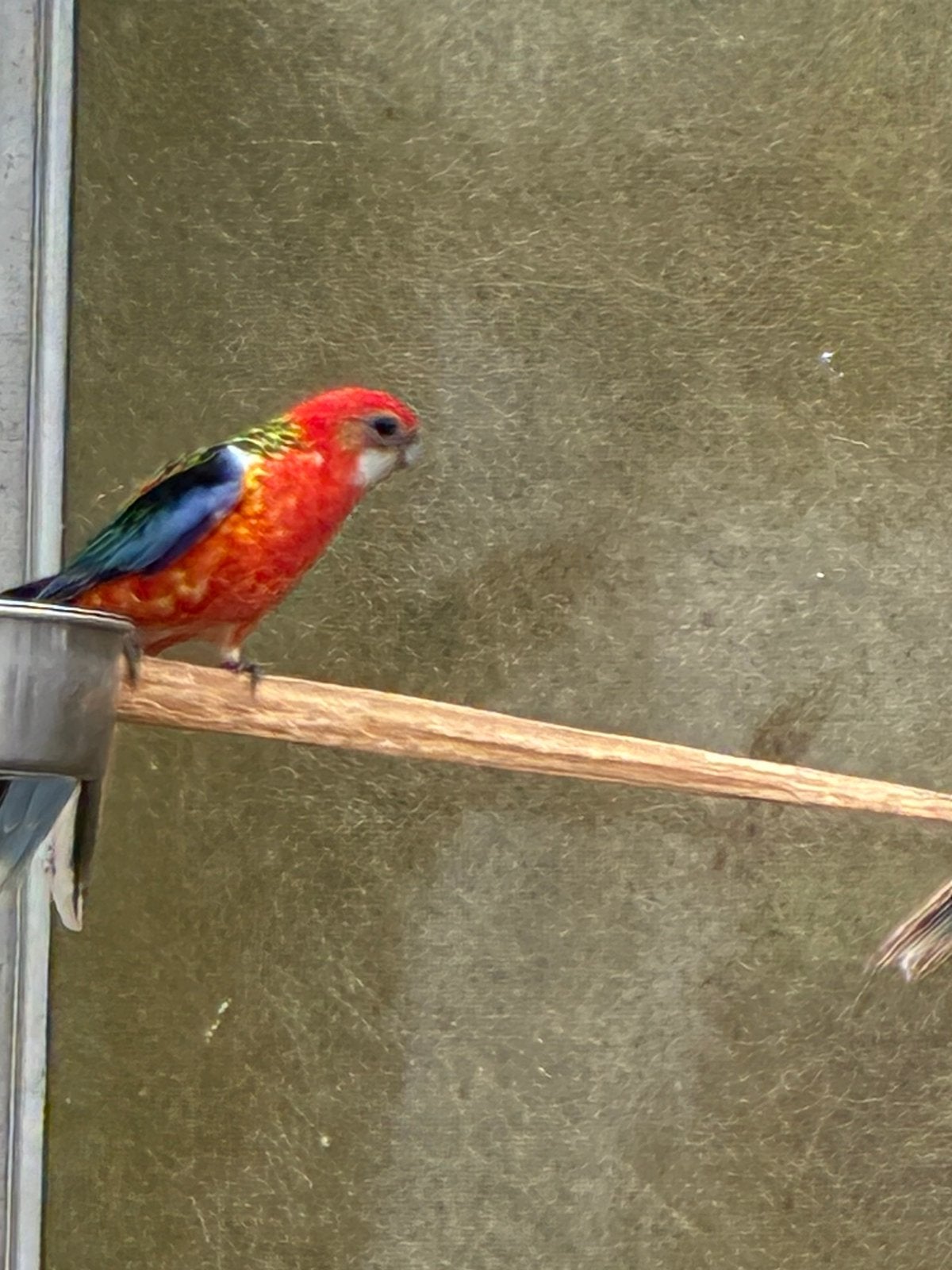 Rosella à vendre, Animaux & Accessoires, Oiseaux | Oiseaux Autre, Plusieurs animaux