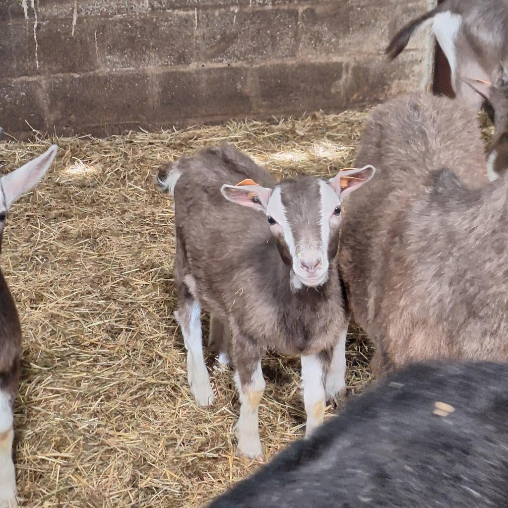 Bonte en toggenburger geitjes en bokjes