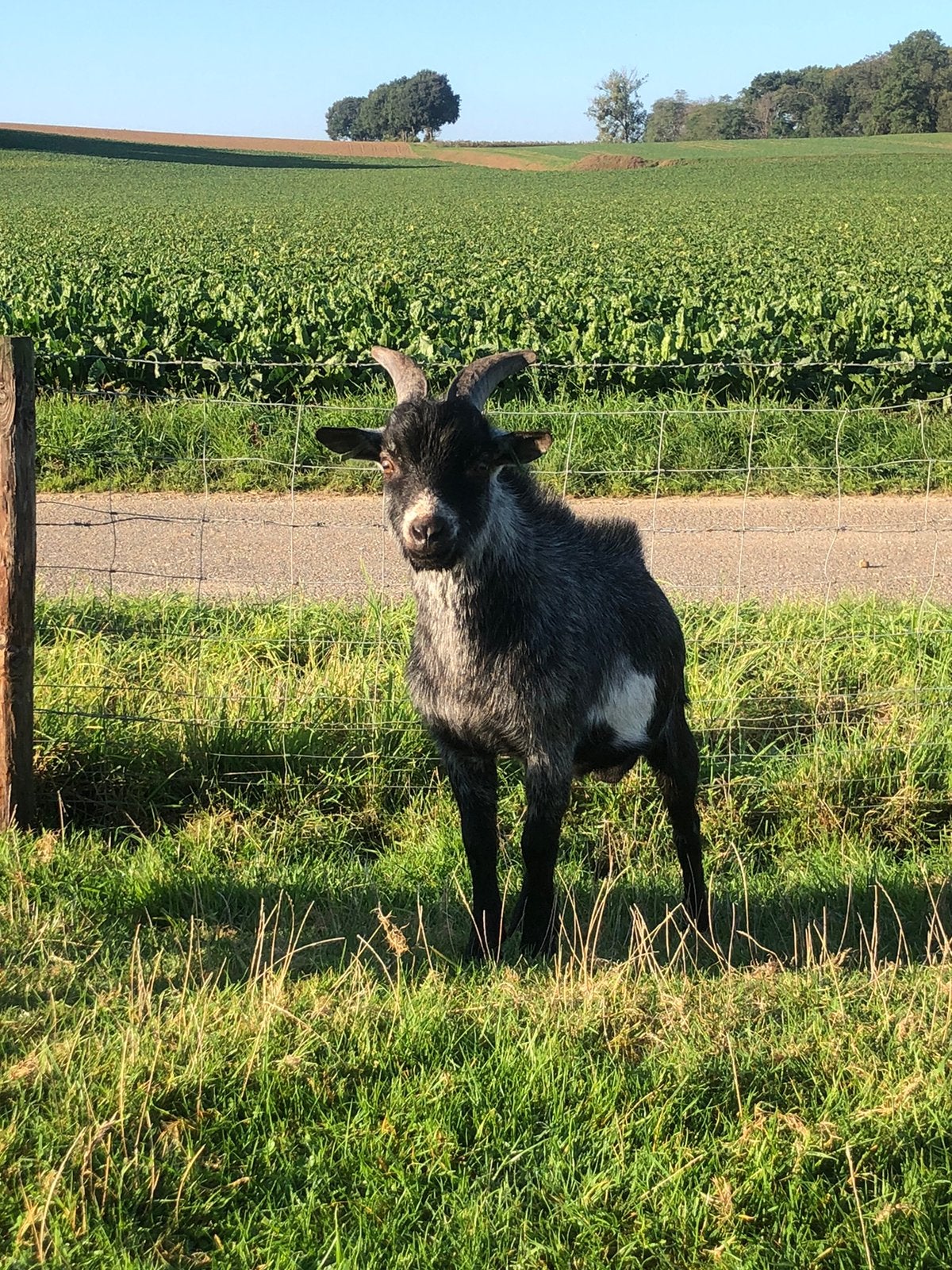 Zwartschimmel dwerggeiten bokje, Dieren en Toebehoren, Mannelijk, Geit