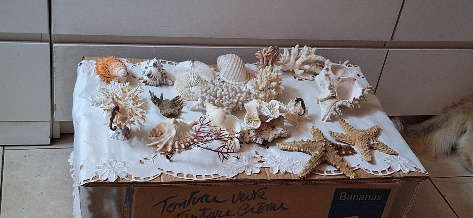 Collection de coquillage et coreaux, Collections, Enlèvement
