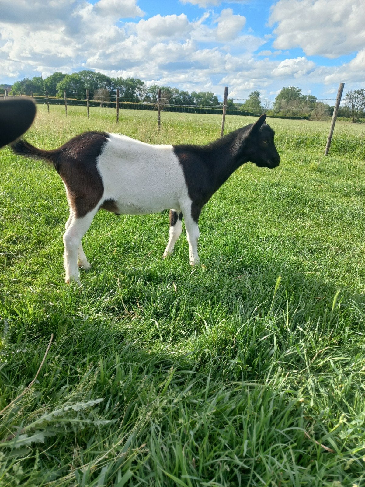 Bonte bok, Dieren en Toebehoren, Mannelijk, Geit, 0 tot 2 jaar