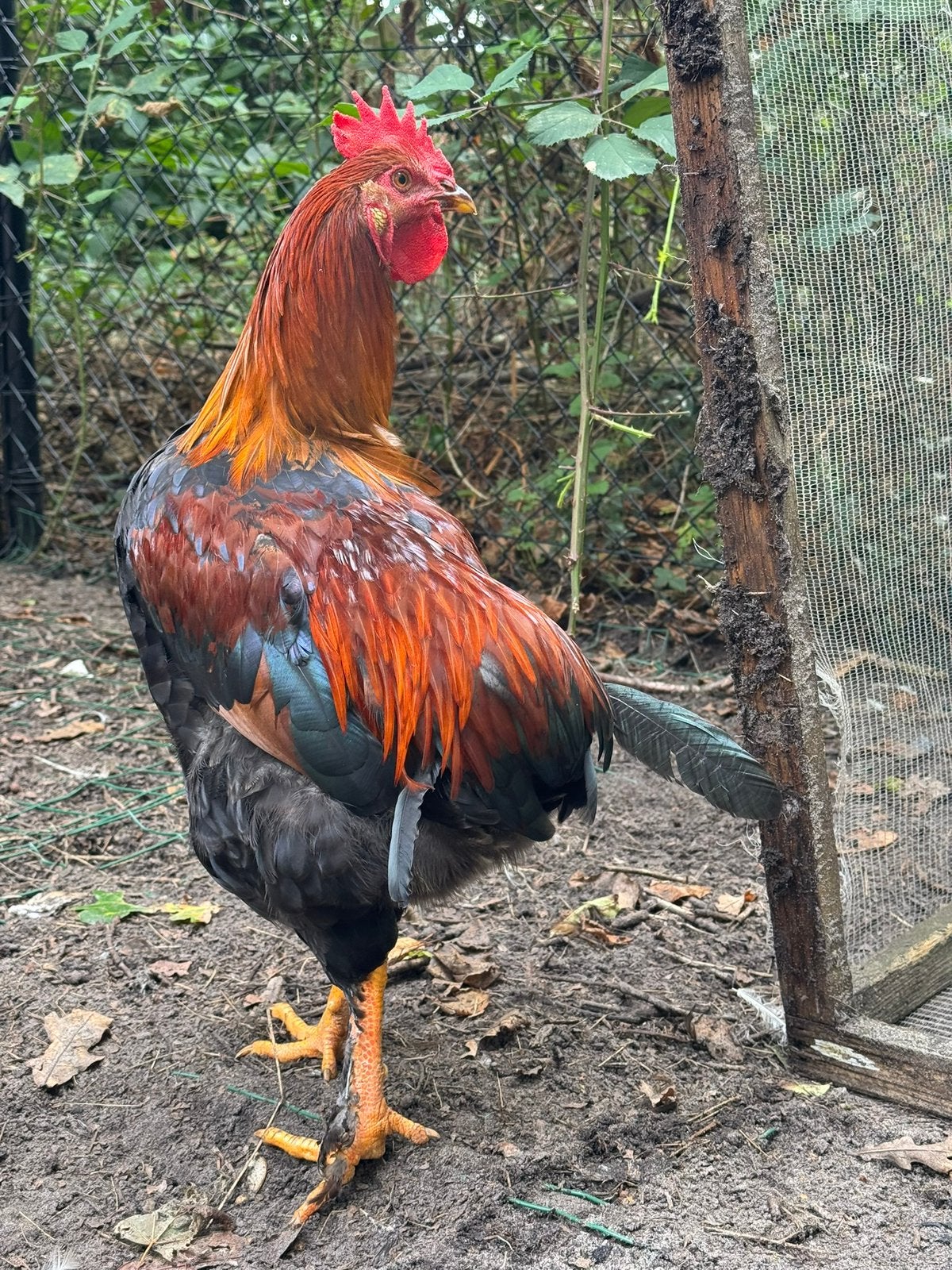 Auracana hanen (groenleggers)