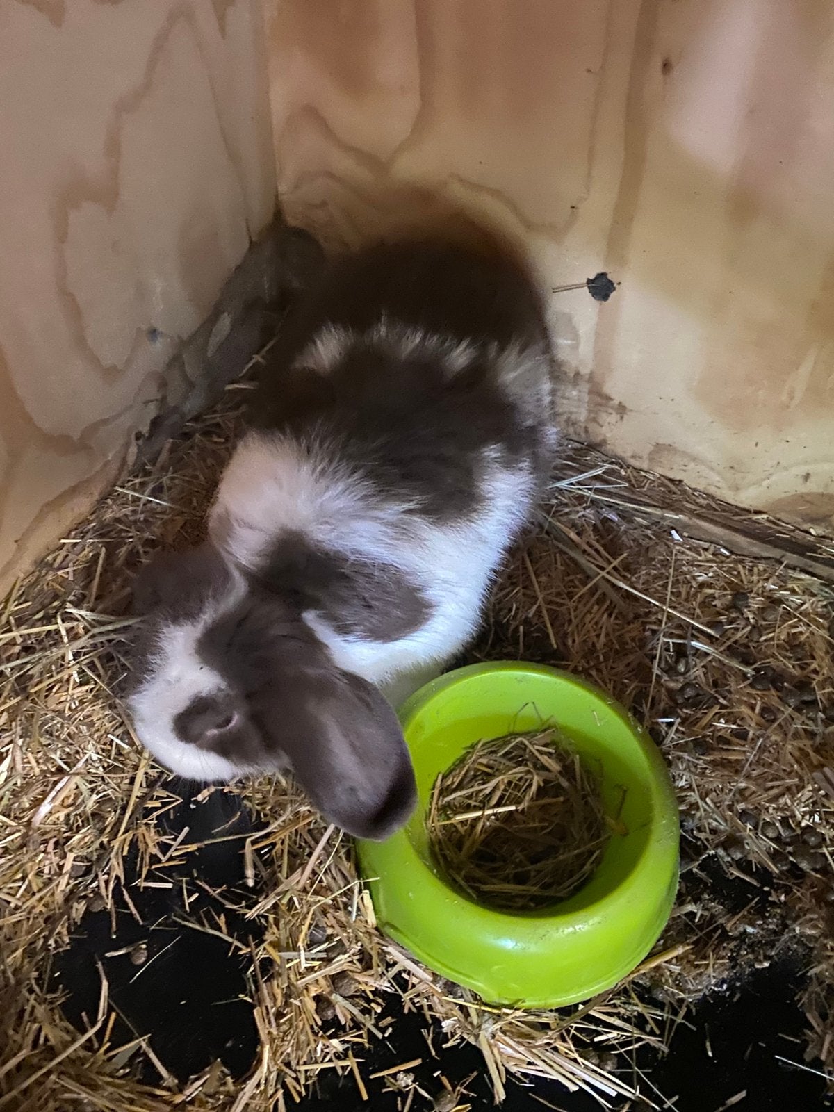 Koopeltje minilopjes, Dieren en Toebehoren, Konijnen, Meerdere dieren, Dwerg, 0 tot 2 jaar