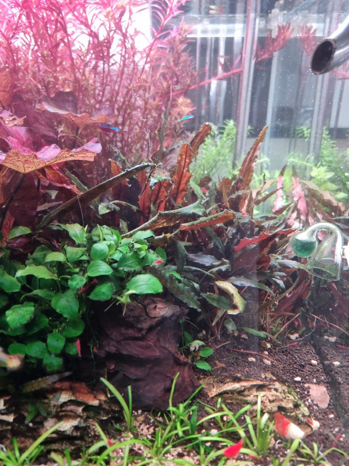 cryptocoryne, Dieren en Toebehoren, Ophalen, Decoratie, Inclusief planten, Zo goed als nieuw