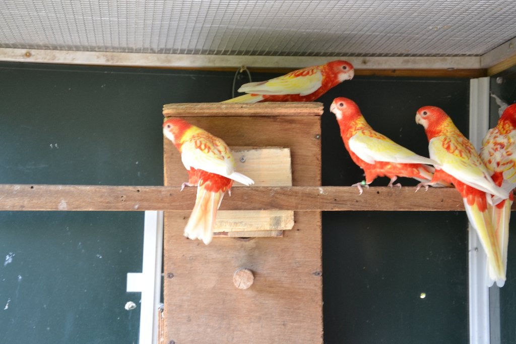 Rubino rosellas, Dieren en Toebehoren, Vogels | Parkieten en Papegaaien, Meerdere dieren, Parkiet, Geringd