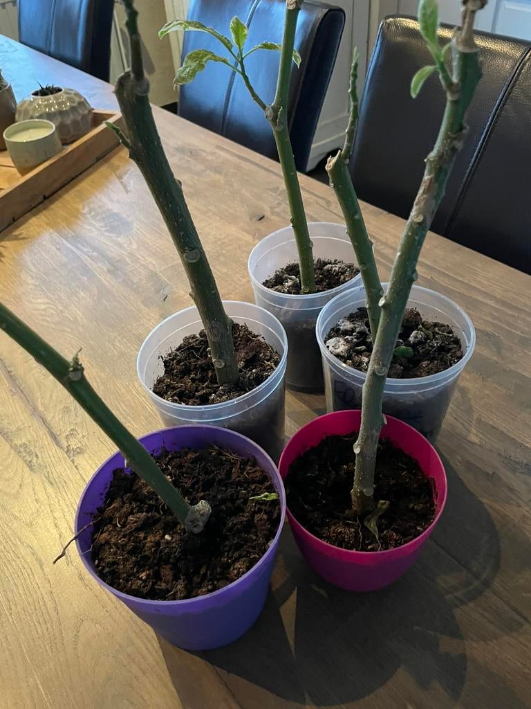 Brugmansia stekken, Tuin en Terras, Planten | Tuinplanten, Volle zon, Vaste plant, Zomer, Ophalen
