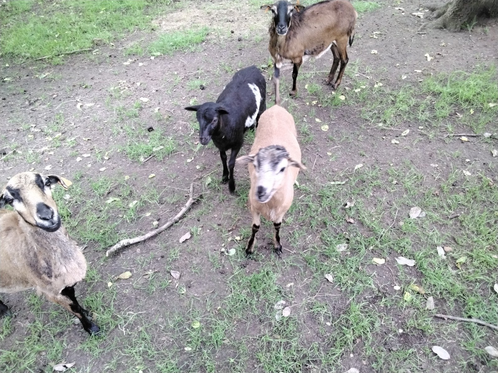 Kameroenschapen
