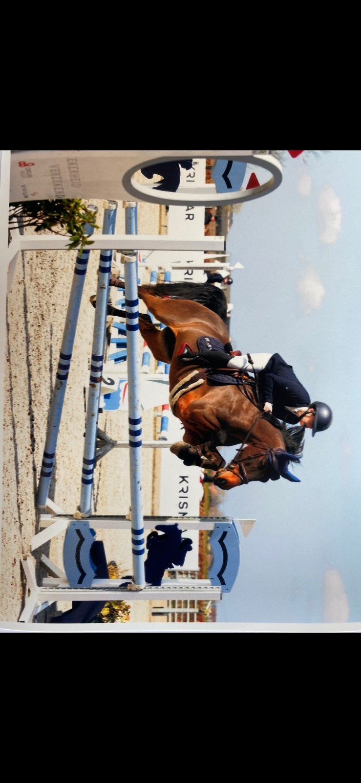 Coolfin King Of Hearts, Dieren en Toebehoren, Pony's, Ruin, M, Met stamboom, 11 jaar of ouder