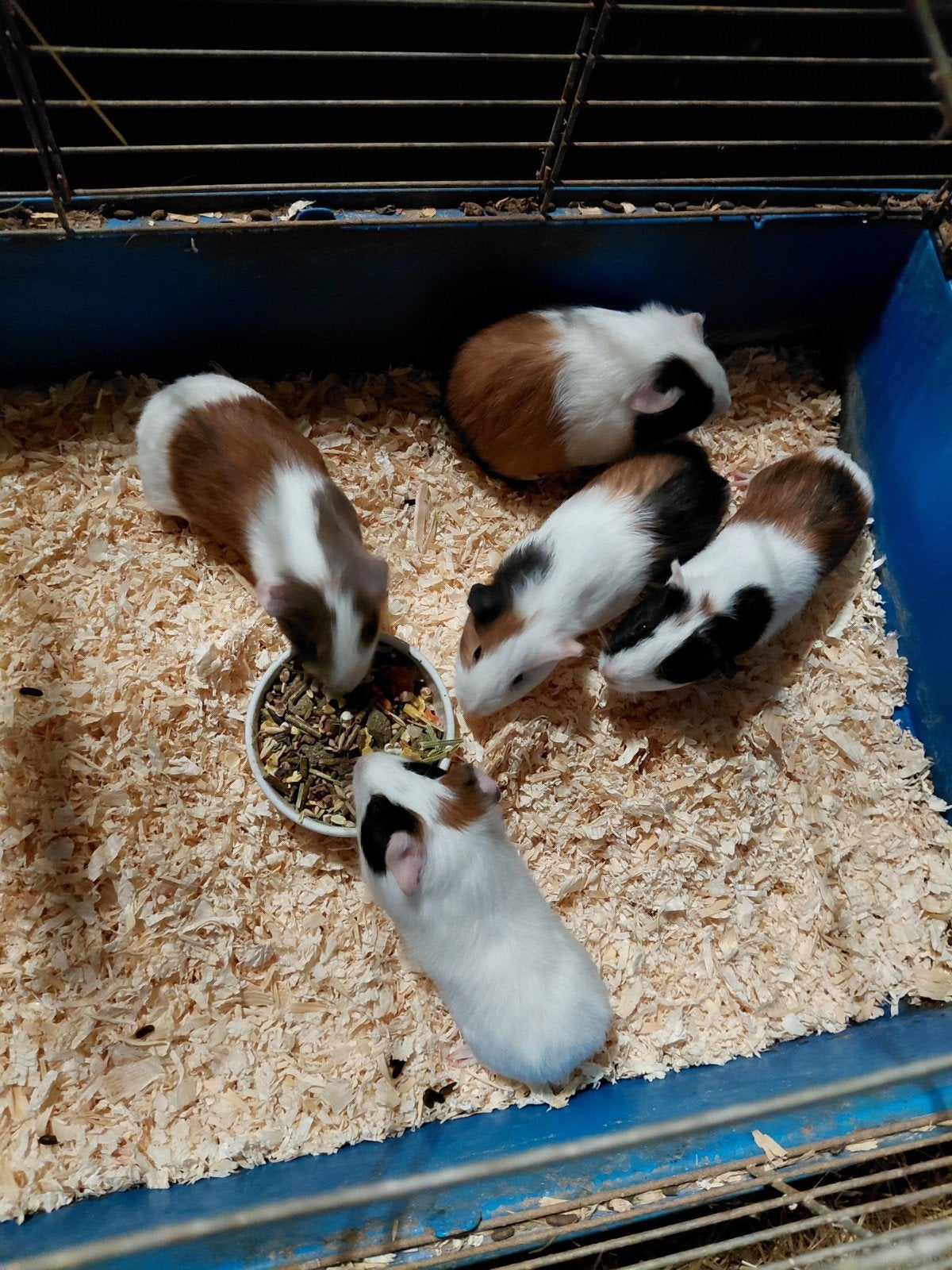 5 prachtige jonge cavia zeugjes, Animaux & Accessoires, Août, Femelle, Cobaye