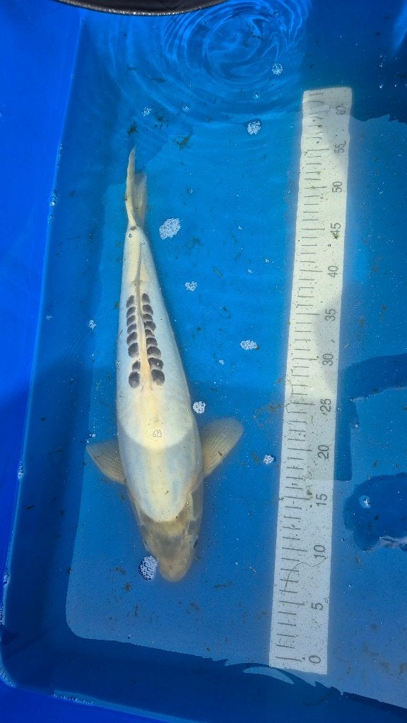 koi, Karper of Koi