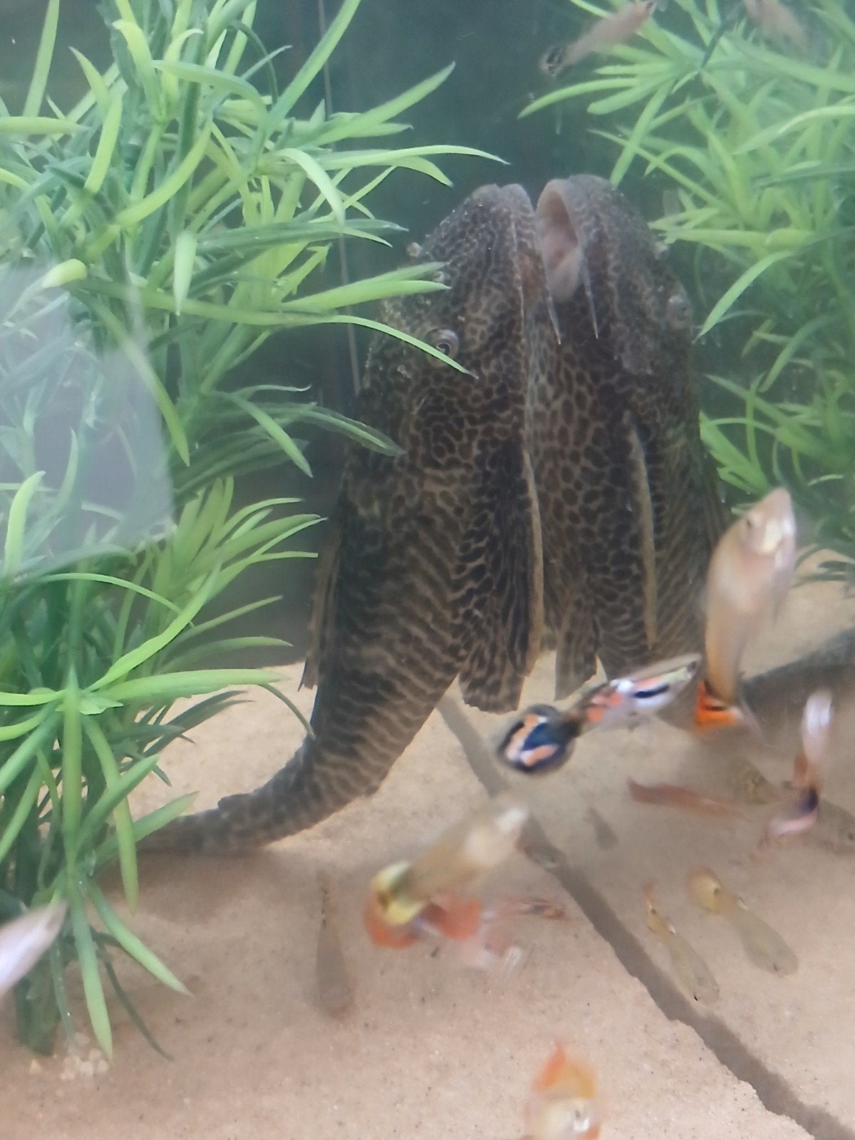 sailvin pleco, Enlèvement