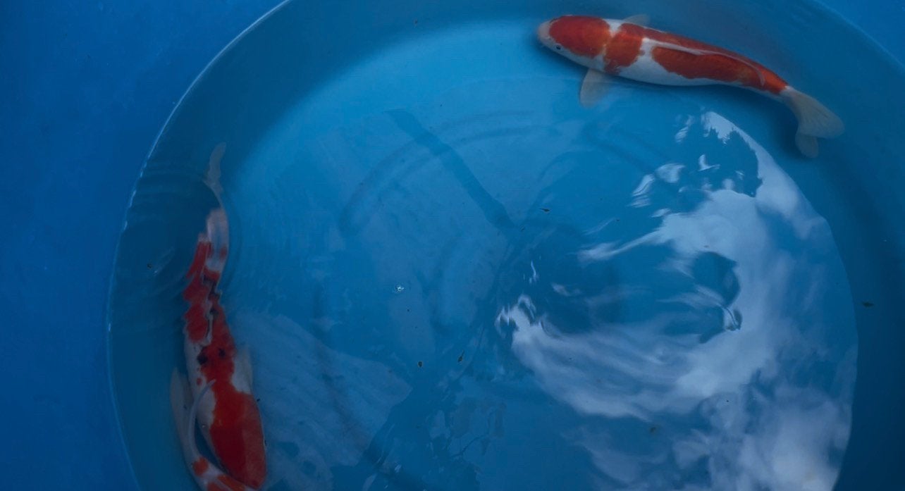 Gosanke koi, Dieren en Toebehoren