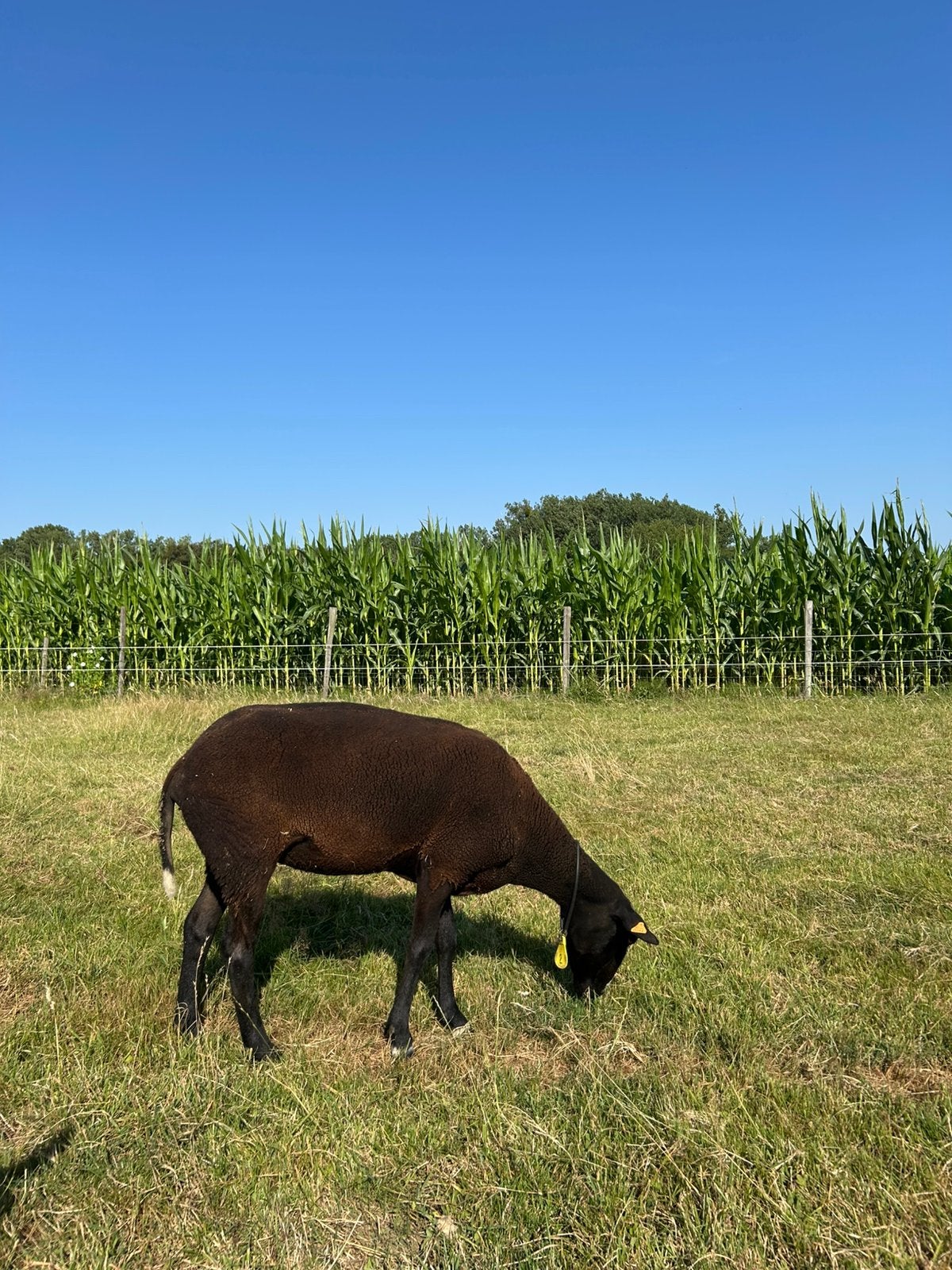 Zwartbles ooi, Femelle, Mouton, 0 à 2 ans