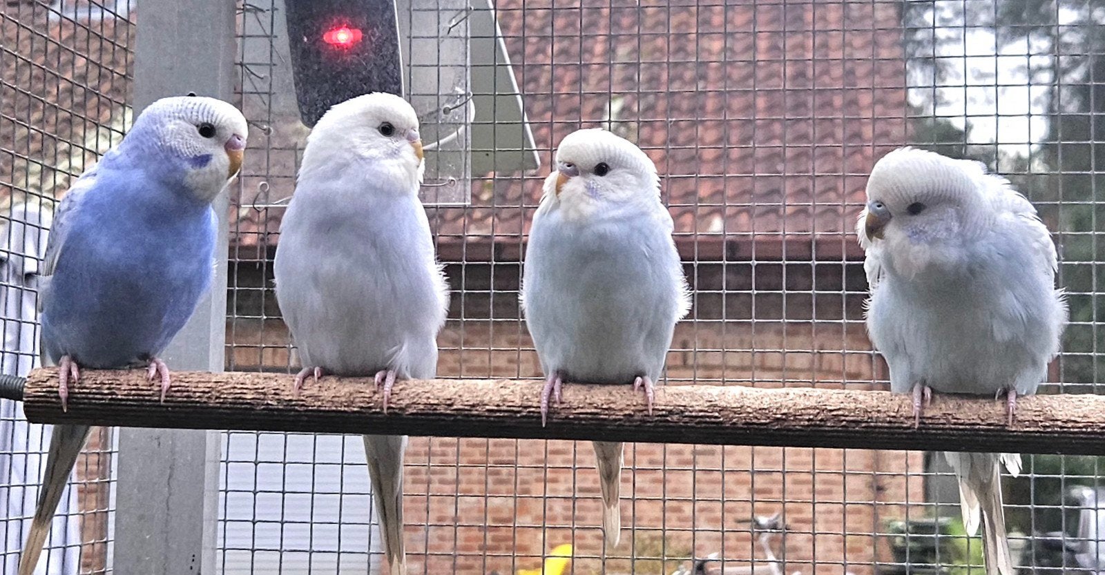 6 grasparkieten, Dieren en Toebehoren, Meerdere dieren, Parkiet