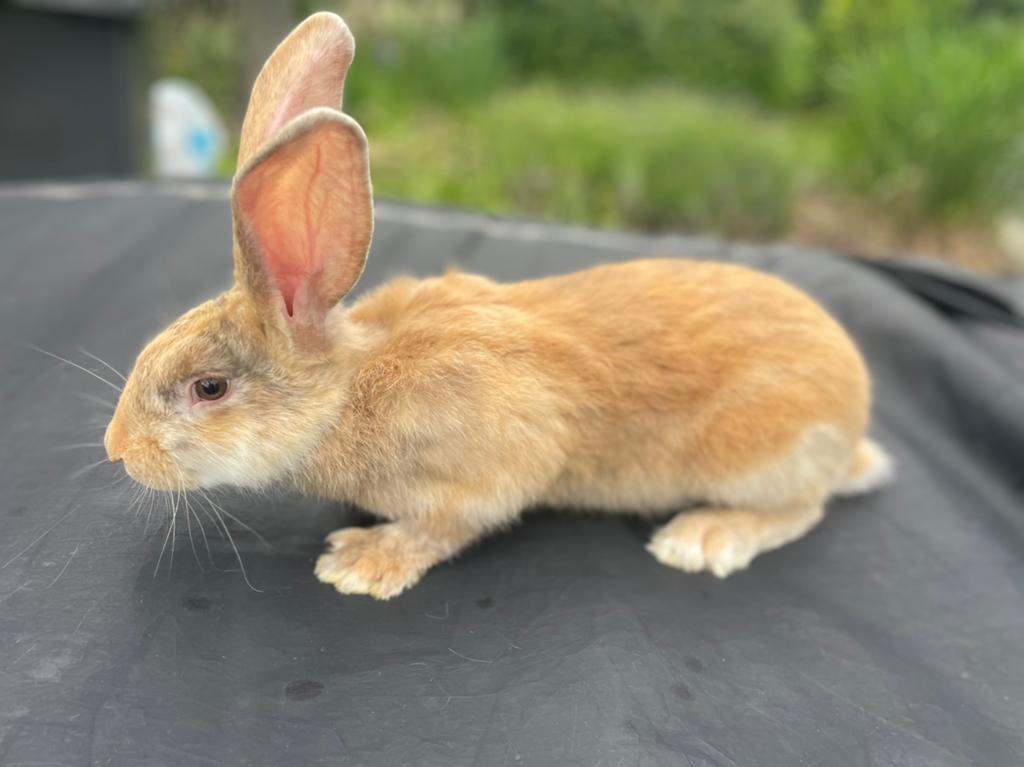 Reuzenvlinder/lotharinger, Animaux & Accessoires, Lapins
