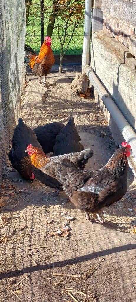 Toom marans, Dieren en Toebehoren, Pluimvee
