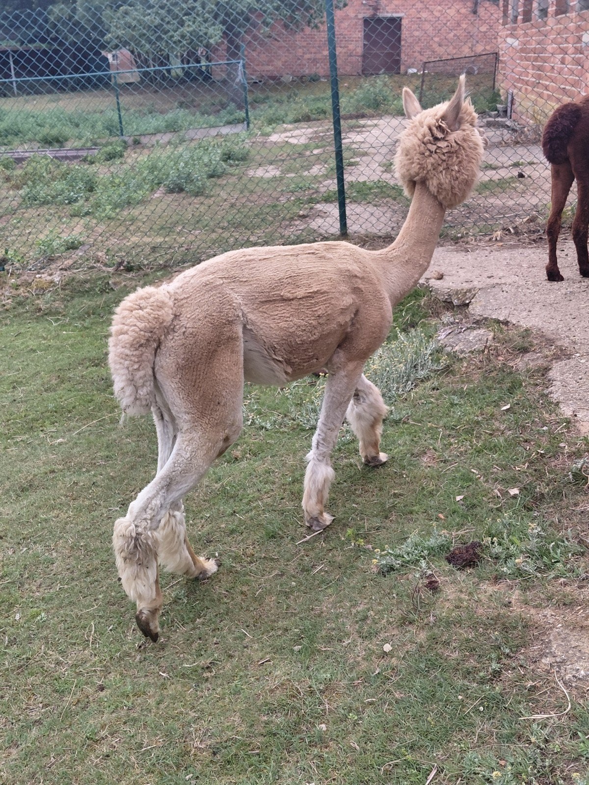 Alpaca, Dieren en Toebehoren, April, Mannelijk